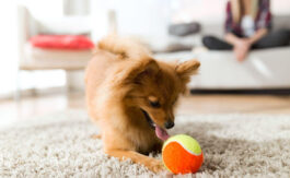 dog with tennis ball on rug