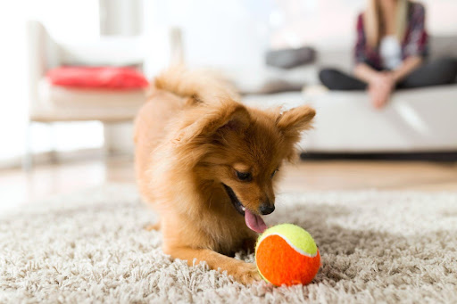 dog with tennis ball on rug